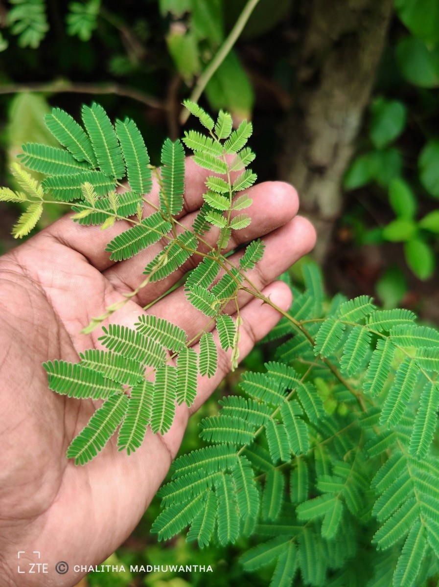 Senegalia chundra (Roxb. ex Rottler) Maslin